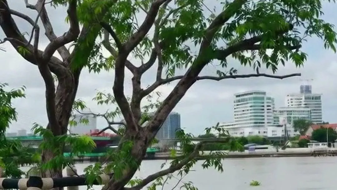 The Chao Phraya through the trees at Reference BAIE River Bangpho, from A.D.'s own film of the project